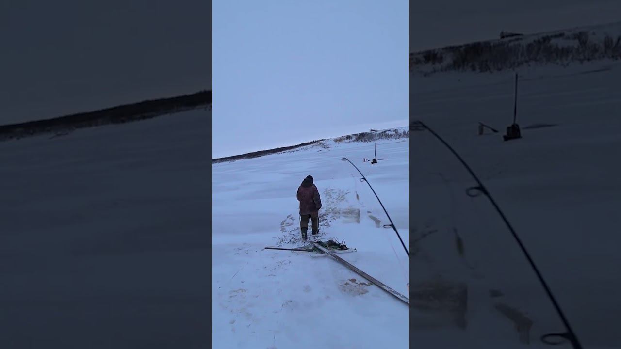 УДОЧКА ПОЛЯРНОГО ОТШЕЛЬНИКА #shorts смотреть онлайн