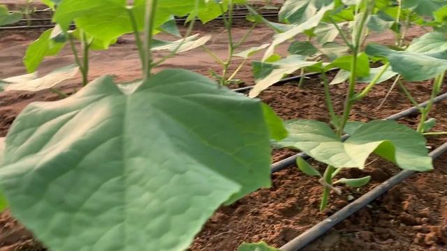 МАДРИЛЕН состояние огурца на 25й день смотреть онлайн