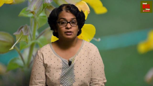 Bach Flower Remedies बैच फ्लॉवर थेरपी कैसे कार्य करती है