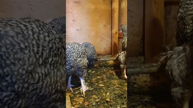 Порода кур Мехеленская кукушка (цыплята 2,5 мес.) смотреть онлайн