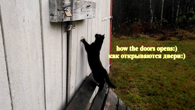 My Little Curious Cat Mini:) How To Open The Doors? Norway  / Моя любознательная кошка Мини:)