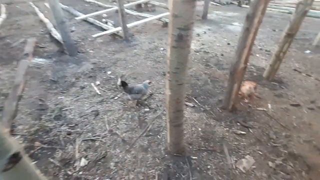 Пополнение в сарае//начал строить новый свинарник смотреть онлайн