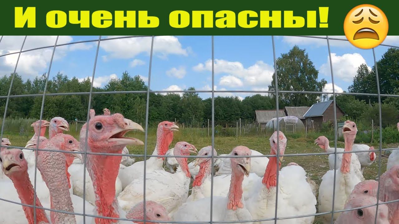 Ожидается нехватка "зеленки" у индюков: сосед отдает часть огорода! Индюки разведение! смотреть онлайн
