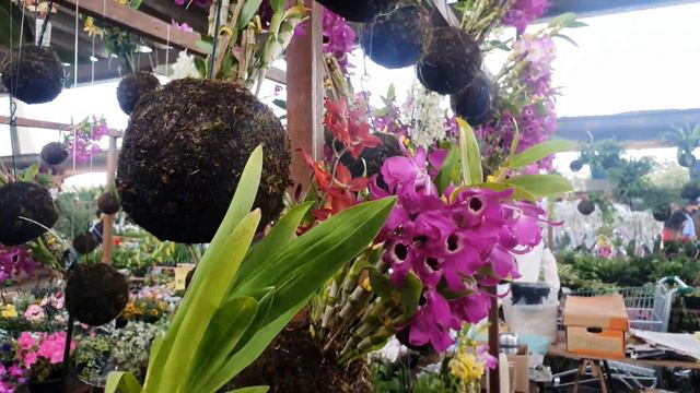 🔴 Feira de Domingo Ceagesp Orquídeas - Kalanchoe - Flores de cortes #Liriodapaz #Rosas #Anturios смотреть онлайн
