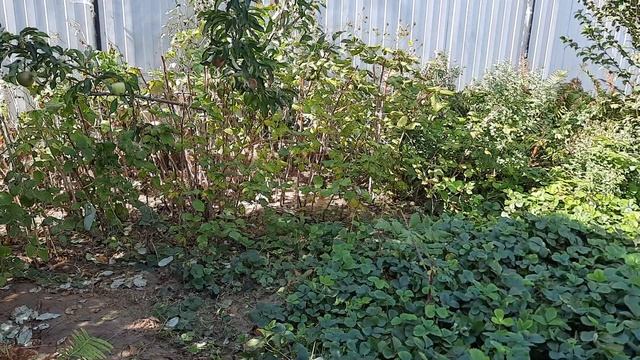 Охота на кролика Хаски охотники смотреть онлайн