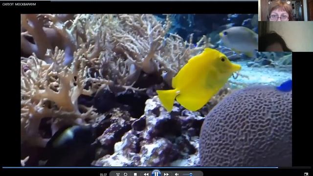 ПОНЯТИЕ СИЛУЭТА , СТИЛИЗАЦИИ смотреть онлайн