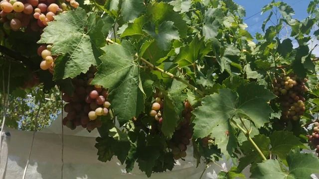 Сорт винограда Ливия,02.08.2020 смотреть онлайн