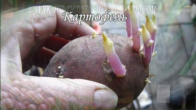 Посевной Календарь ? Лунный Календарь Огородника На МАЙ 2020. Что и Когда сажать Благоприятные дни смотреть онлайн
