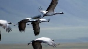 Хохлома Россия