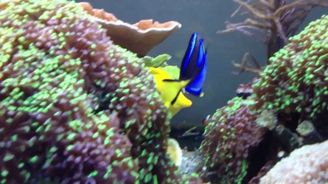 Хирург голубой, королевский, Paracanthurus hepatus Blue tang, Palette surgeonfish смотреть онлайн