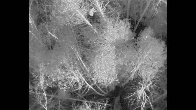 Thermal drone deer footage смотреть онлайн