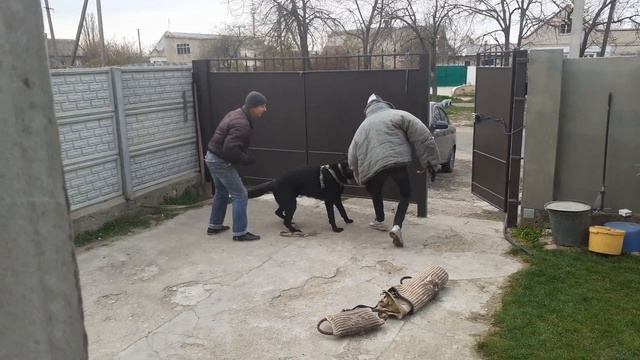Защитно-караульная служба для частного двора смотреть онлайн