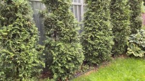 СМАРАГД ИЛИ БРАБАНТ?