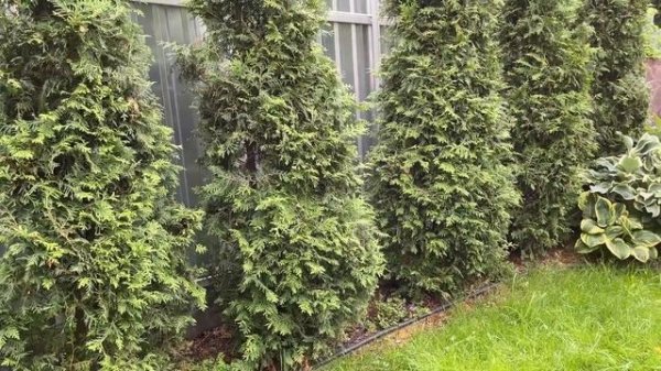 СМАРАГД ИЛИ БРАБАНТ?