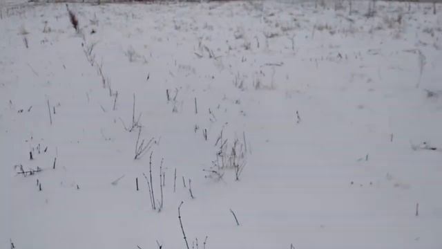 Бакчарская Жимолость смотреть онлайн