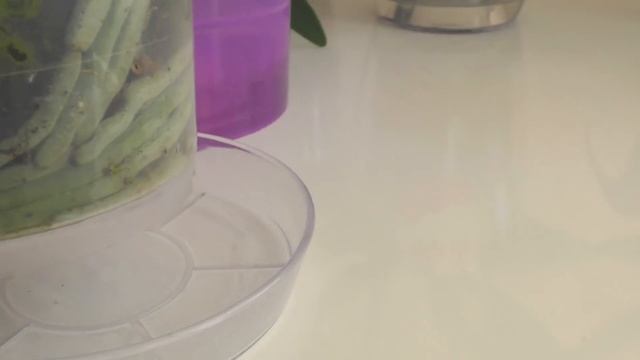 Изменение системы посадки для не пересаженной орхидеи. смотреть онлайн