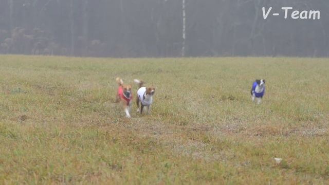 Басенджи Амади, ИТУРИ ПАЗЗЛ ЕКСТРАОРДИНАРИ СМАРТ, ИТУРИ ПАЗЗЛ ИЗЮМ В ШОКОЛАДЕ. Тройки 2019. 2 круг. смотреть онлайн