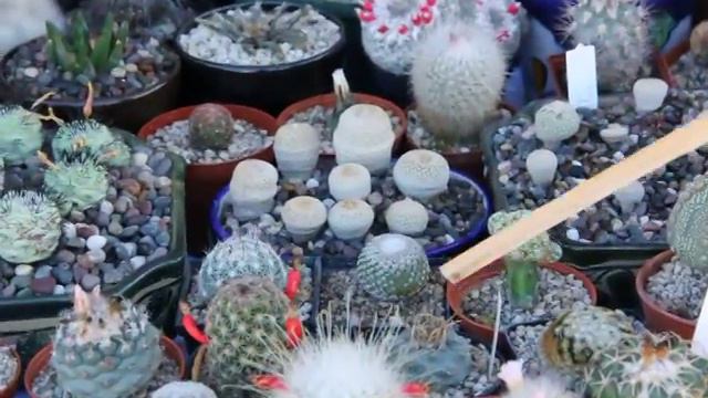 Plantas Del Secreto De La Montaña Presentes En La NOM 059 SEMARNAT