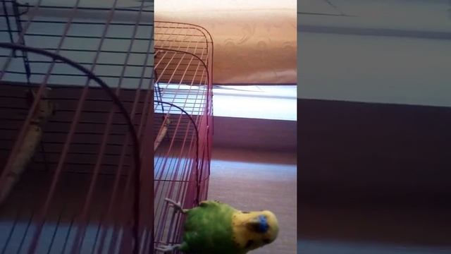 Скрытая камера как попугай говорит смотреть онлайн