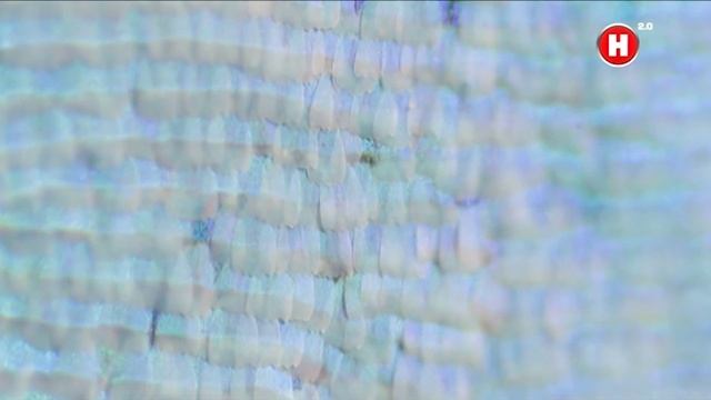 Откуда на крыльях бабочек рисунок? смотреть онлайн