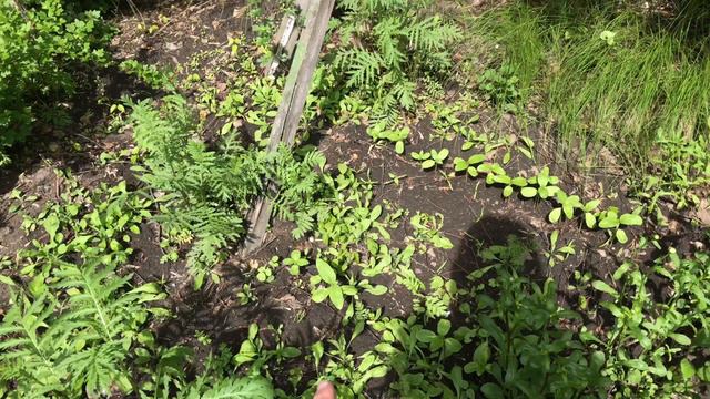 В гостях на даче у моей тёти. Много новых растений смотреть онлайн