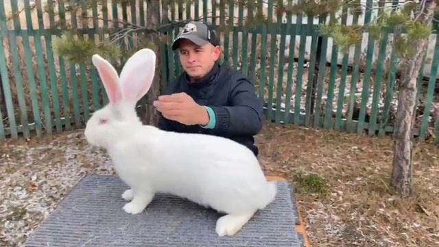 Крольчиха породы Бельгийский великан окрас Белый (Фландр) смотреть онлайн