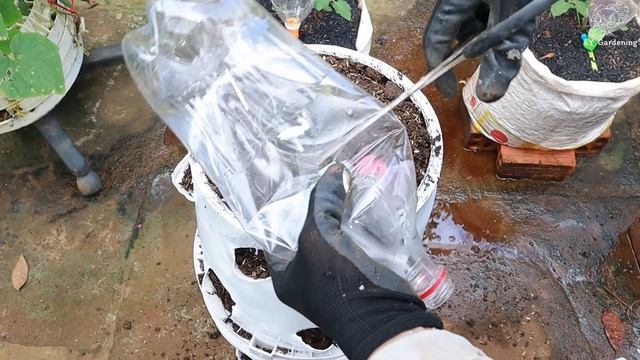 [No Garden] Just 2 Paint Bucket You Will Have A Tower Of Spinach смотреть онлайн