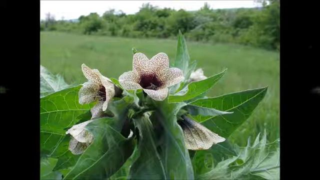 ТОП 10 самых ядовитых растений на планете смотреть онлайн