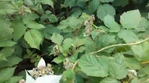 Растение-паразит (повилика). Как бороться_ !