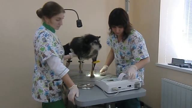 Снятие ЭКГ у собаки. Ветеринар на дом в Троицке смотреть онлайн