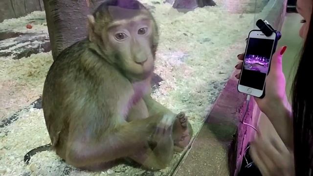 Katty&Alex in the zoo! Мартышки смотрят видео! смотреть онлайн