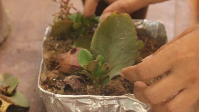 Propagate  Kalanchoe By Leaves (Urdu)