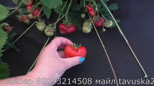 КАМРАТ ПОБЕДИТЕЛЬ сорт клубники гигант. смотреть онлайн