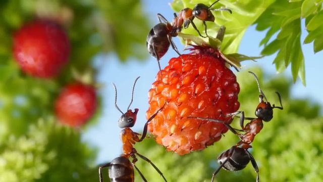 40 ИНТЕРЕСНЫХ ФАКТОВ О МУРАВЬЯХ смотреть онлайн