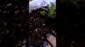 Перевалка в кашпо Виола виттрока Кул Вейв Голден Еллоу Часть 2