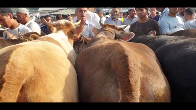 Uychi tumani Yorqo‘rg‘on optom SEMIZ buqalari narx navolari bilan tanishing. смотреть онлайн