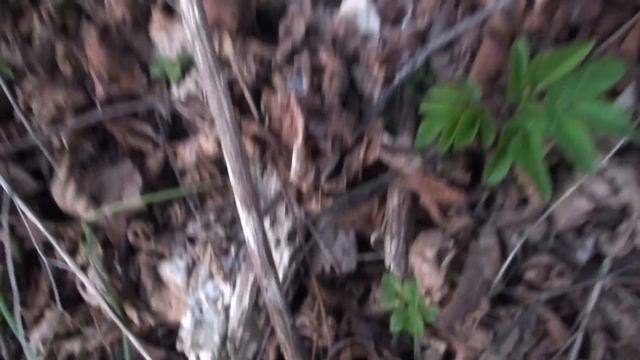 Лысая гора: Вальпургиева ночь смотреть онлайн