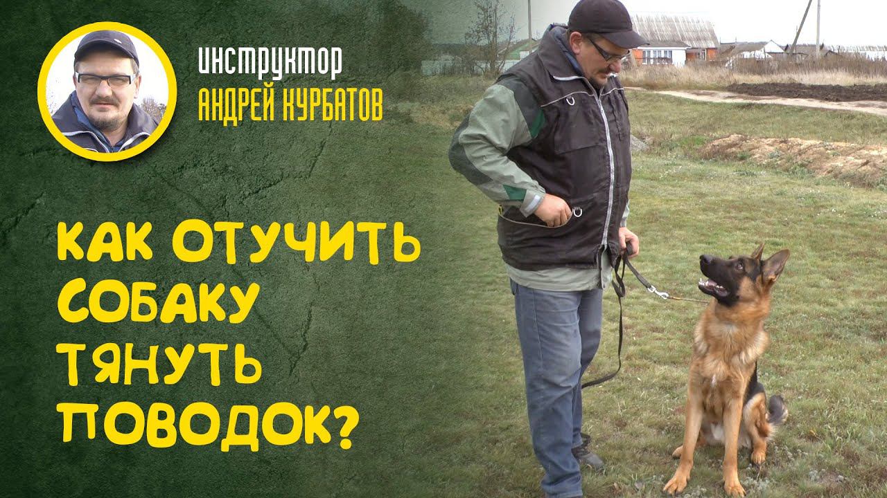 Как отучить собаку тянуть поводок? (инструктор Андрей Курбатов)