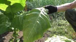 Созревание листа и первая ломка сорт Табака Берли - 9.