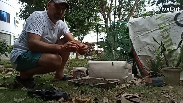 Не удачный опыт посадки какао бобов. смотреть онлайн