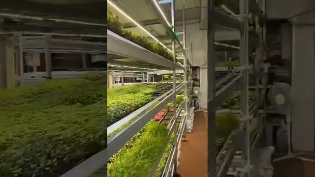 Ситиферма GreenLife в Сочи смотреть онлайн