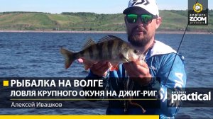 Рыбалка на Волге. Ловля крупного окуня на Джиг-Риг. Алексей Ивашков. Anglers Practical