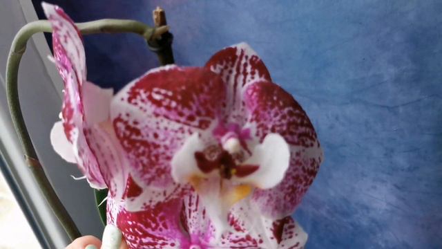 Phal. Charming Angelina - шикарная орхидея фаленопсис Анджелина (Ангелина), яркий биглип смотреть онлайн