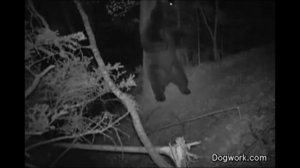 Ночные съемки инфракрасной камерой