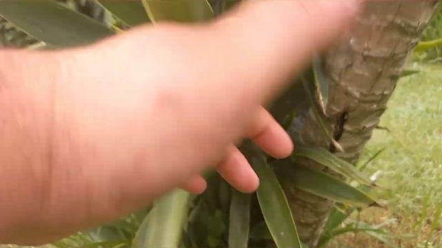 yucca elephantipes , culture et bouturage смотреть онлайн