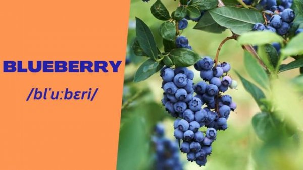 Vegetable Names with Pictures in English | Vegetables Vocabulary