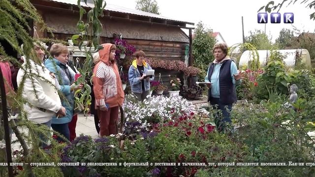 "Во саду ли, в огороде". Гортензии смотреть онлайн