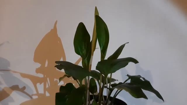 Drimiopsis Maculata Dance смотреть онлайн