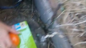 Томат "Золотое Руно" фирмы "Поиск". Обзор