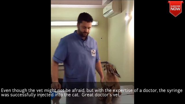 Great doctor's vet. смотреть онлайн